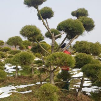 Bonsai